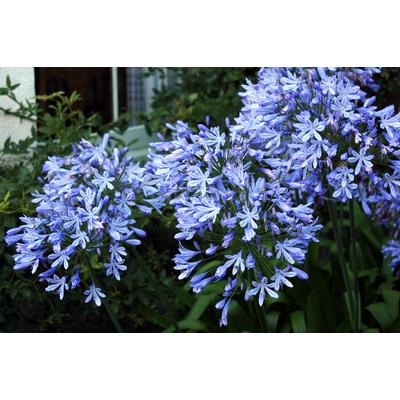 Agapanthus africanus - Szerelemvirág (kék)