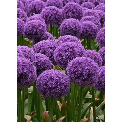 Allium 'Globemaster' - Díszhagyma