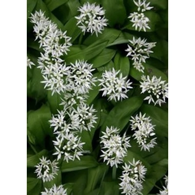 Allium ursinum - Medvehagyma