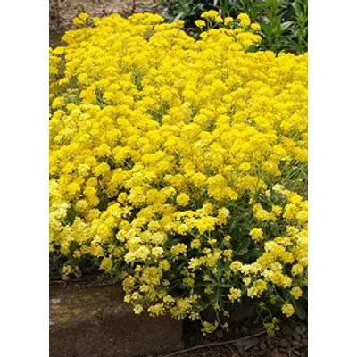 Alyssum saxatile 'Gold Cushion' (Aurinia saxatilis) - Szirti ternye