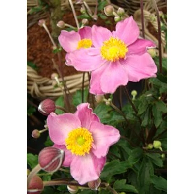 Anemone x hybrida Fantasy™ 'Cinderella' - Szellőrózsa