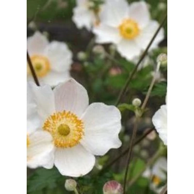 Anemone hupehensis forma alba - Szellőrózsa (fehér)