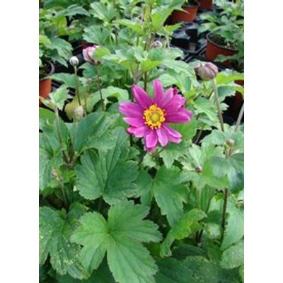 Anemone × hybrida 'Pamina' - Szellőrózsa (sötét rózsaszín hibrid)
