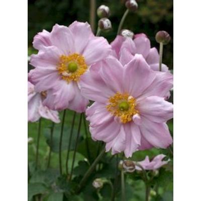Anemone x hybrida 'Königin Charlotte' - Kerti szellőrózsa