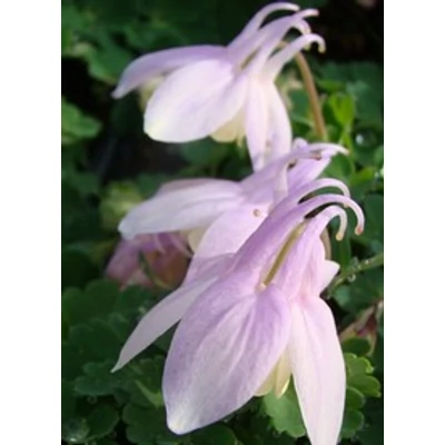 Aquilegia flabellata 'Cameo White' - Japán harangláb (viaszfehér)