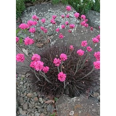Armeria maritima 'Rubrifolia' - Tengerparti pázsitszegfű (rózsaszín)