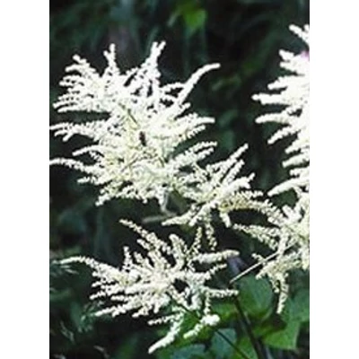 Aruncus aethusifolius 'Noble Spirit' - Tündérfürt