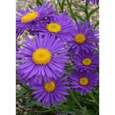 Aster alpinus 'Dunkle Schöne' - Havasi őszirózsa, gerebcsin (kékeslila)