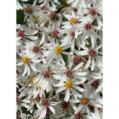 Aster divaricatus (syn. Eurybia divaricata) - Fehér őszirózsa