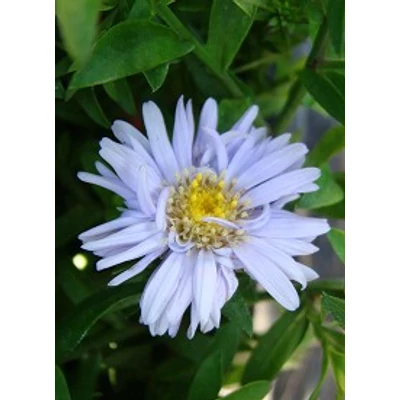 Aster dumosus 'Aqua Compact' - Törpe őszirózsa, bokros őszirózsa