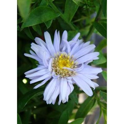 Aster dumosus 'Aqua Compact' - Világoskék törpe őszirózsa