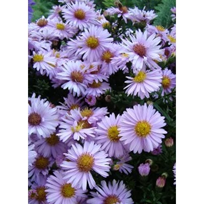 Aster dumosus 'Beryll' - Világos rózsaszín őszirózsa