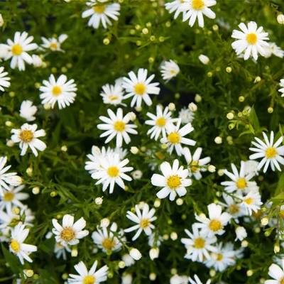 Aster dumosus 'Niobe' – Törpe őszirózsa