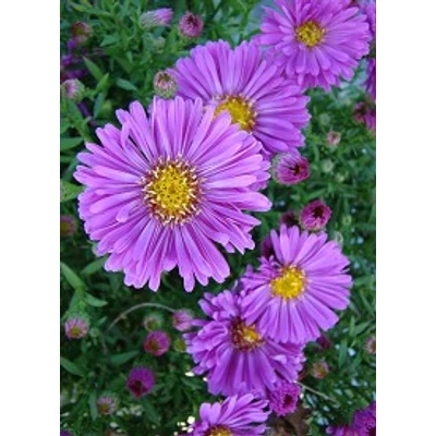 Aster dumosus 'Pink Topas' - Törpe őszirózsa (rózsaszín, 30-35 cm)