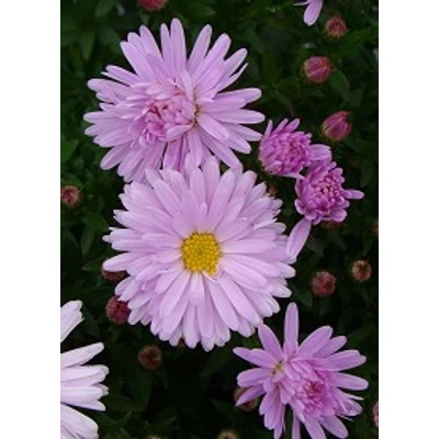 Aster dumosus 'Rosenquarz' -  Világos rózsaszín törpe őszirózsa