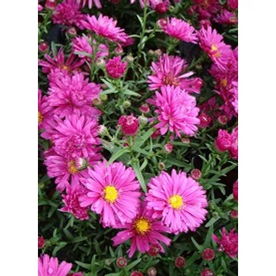 Aster novi-belgii 'Royal Ruby' - Kopasz őszirózsa