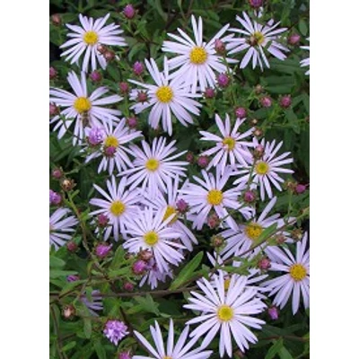 Aster pyrenaeus 'Lutetia' - Halványlila pireneusi őszirózsa