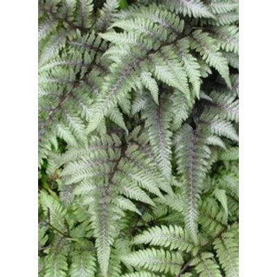 Athyrium niponicum var. pictum ('Metallicum') - Japán hölgypáfrány