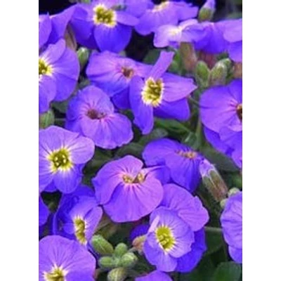 Aubrieta hybrida 'Axcent Blue with Eye' - Ibolyakék kerti pázsitviola