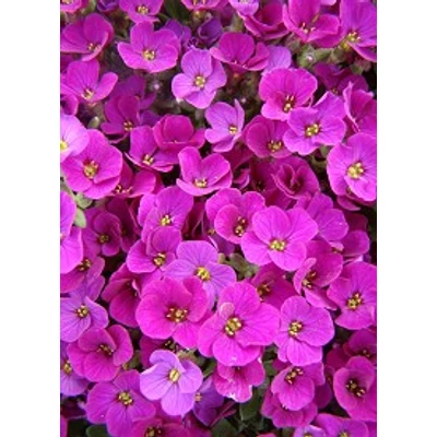 Aubrieta hybrida 'Axcent Dark Red' - Sötétpiros kerti pázsitviola