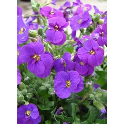 Aubrieta hybrida 'Axcent Deep Purple' - Kerti pázsitviola