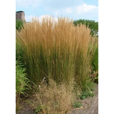 Calamagrostis x acutiflora 'Karl Foerster' (syn.: 'Stricta') - Nádtippan