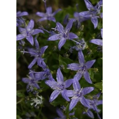 Campanula garganica 'Major' - Garganói harangvirág