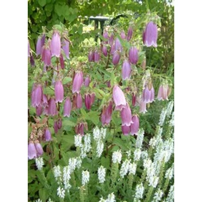 Campanula punctata 'Rubra' (syn.: 'Rubriflora') - Pettyegetett harangvirág
