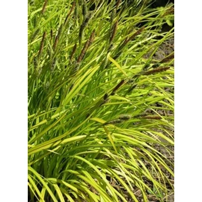 Carex elata 'Bowles Golden' - Zsombéksás