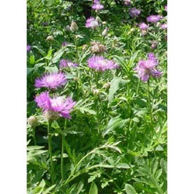 Centaurea dealbata - Szürkés imola