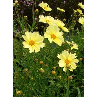Coreopsis 'Full Moon' - Menyecskeszem (krémsárga)