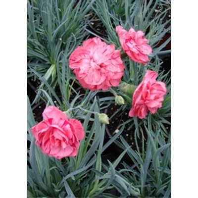 Dianthus allwoodii (x) 'Helen' - Szegfű (sötét rózsaszín)