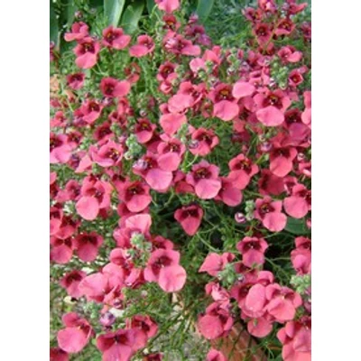Diascia 'Carmine Miracle' - Kanálajak