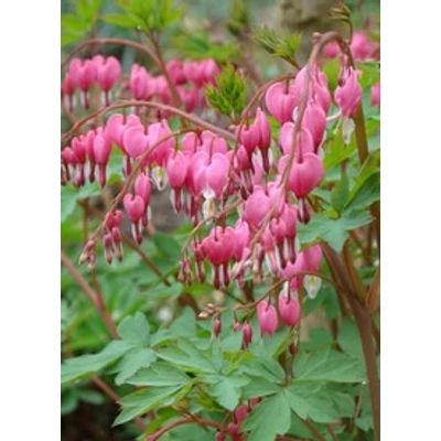 Dicentra spectabilis - Nagy szívvirág (rózsaszín)