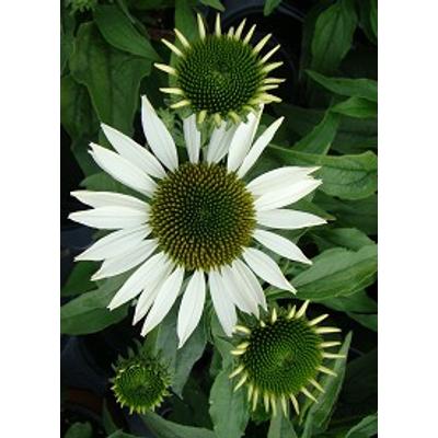Echinacea purpurea 'Purity' - Kasvirág (fehér)
