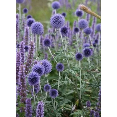 Echinops ritro - Sötétkék szamárkenyér