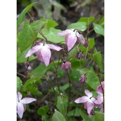 Epimedium 'Sasaki' - Tündérvirág (lilás rózsaszín)