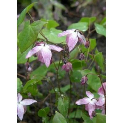 Epimedium 'Sasaki' - Tündérvirág (lilás rózsaszín)