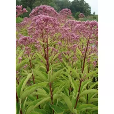 Eupatorium maculatum 'Phantom' - Sédkender