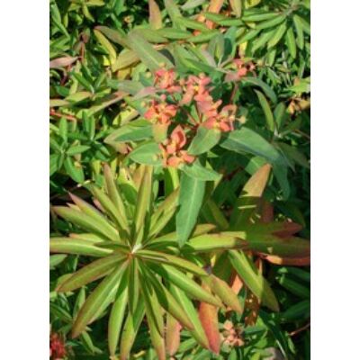 Euphorbia griffithii 'Fireglow' - Rózsás kutyatej