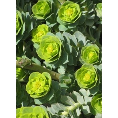Euphorbia myrsinites - Szürke kutyatej