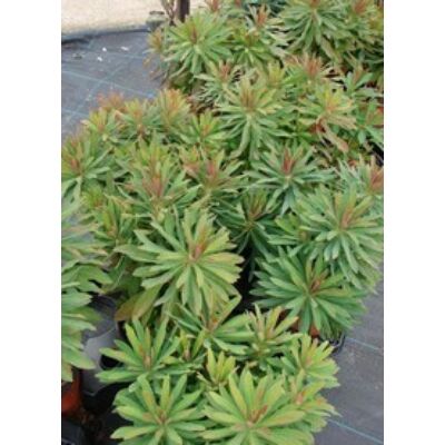 Euphorbia x martinii - Kutyatej
