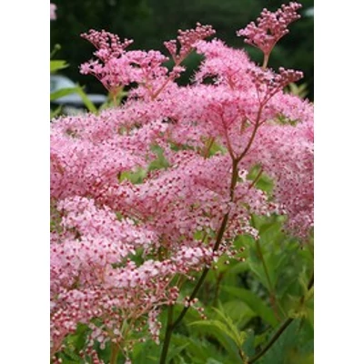Filipendula rubra 'Venusta' - Magas legyezőfű