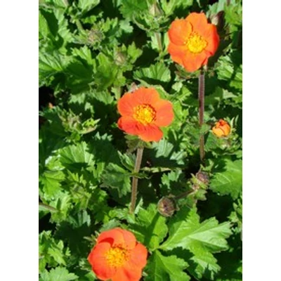 Geum coccineum 'Koi' - Narancspiros gyömbérgyökér