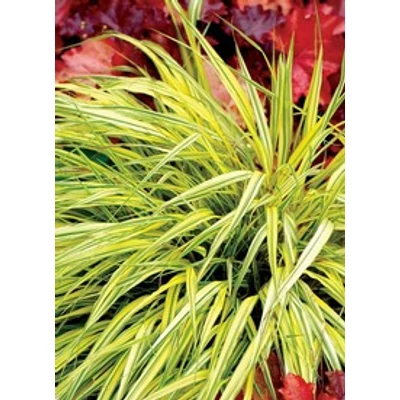Hakonechloa macra 'Stripe it Rich' - Szálkafű (zöldessárga)