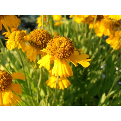 Helenium autumnale 'Pumilum Magnificum' - Őszi napfényvirág