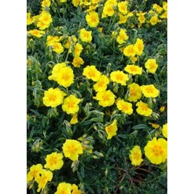 Helianthemum 'Ben Fhada' - Napvirág (sárga, szemes)