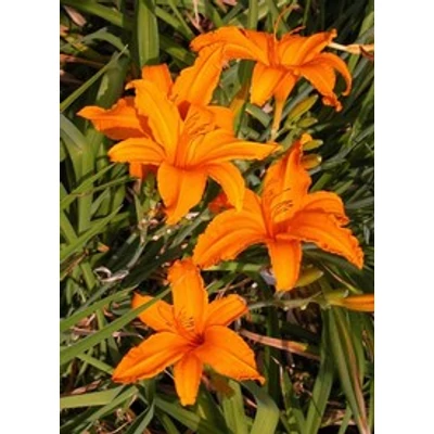 Hemerocallis 'Burning Daylight' - Sásliliom (narancs-barna)