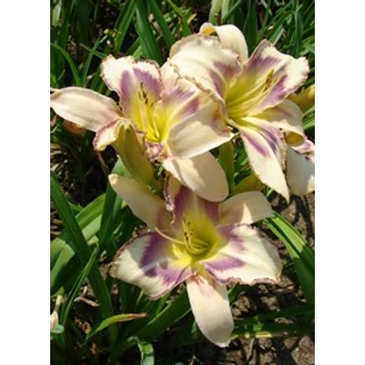 Hemerocallis 'Destined to See' - Krémfehér sásliliom