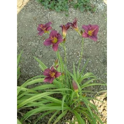 Hemerocallis 'Little Fellow' - Sásliliom (lila-bordó)